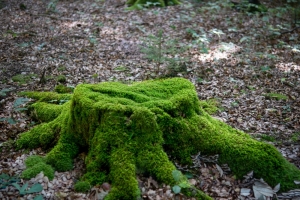 EU-Entwaldungsverordnung: Händlerpflichten ab 30.12.2025