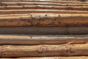 EU-Entwaldungsverordnung: Erneute Verschiebung und Vereinfachung