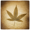 © pashabo - Fotolia.com THC-arme Hanfprodukte wie z.B. Duftkissen mit Hanfblüten: nur mit behördlicher Erlaubnis  verkehrsfähig!