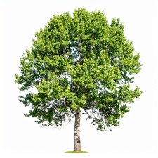 OLG Celle zur Lebenserwartung von B&auml;umen: Keine verderbliche Ware!