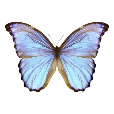 Wie ein Schmetterling:  Markenabmahnung wegen Nutzung der Marke butterfly