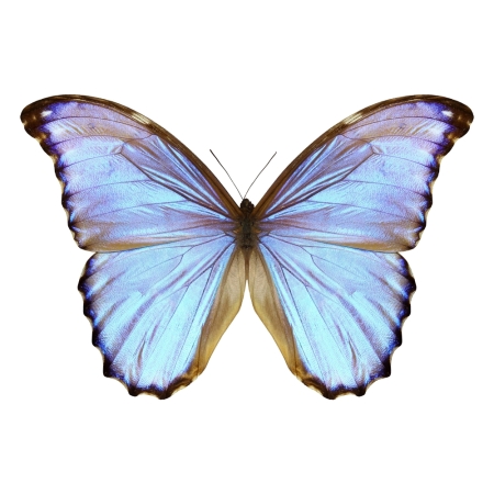 Wie ein Schmetterling:  Markenabmahnung wegen Nutzung der Marke butterfly
