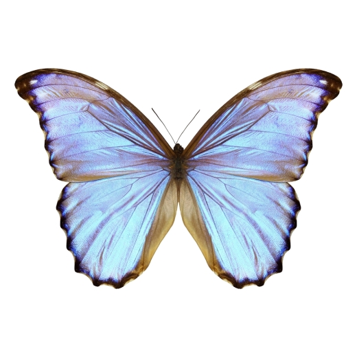 Wie ein Schmetterling:  Markenabmahnung wegen Nutzung der Marke butterfly