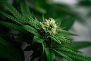 Verkauf von Hanfblütentee ist auch mit niedrigem THC-Gehalt strafbar