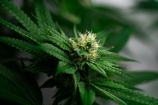Verkauf von Hanfblütentee ist auch mit niedrigem THC-Gehalt strafbar